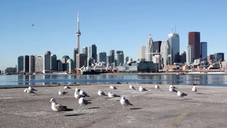 Möwen-und-Toronto-direkt-am-Wasser.