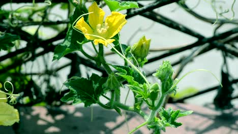 Flower-swinging-in-the-wind