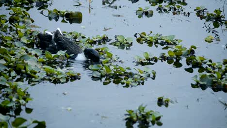 Los-Ducks-nadar-en-el-lago.