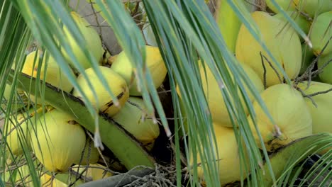 Kokosnüsse-auf-palm-tree