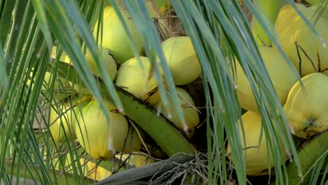 Vista-de-coco-verde-amarillo-en-el-montón-de-coco-de-palmera-con-hojas-grandes