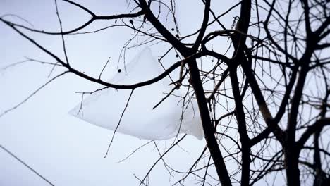 Discarded-plastic-bag-caught-in-the-branches-of-a-tree,-stock-footage.