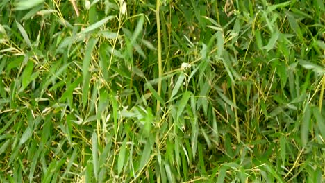 A-bamboo-plant-outside-the-yard