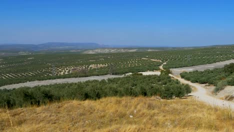 Panoramic-view-of-the-Olive-Fields-in-the-Desert-of-Spain