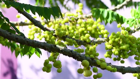 Sterne-Stachelbeere-Baum-verschieben