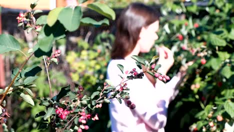 Junge-Brünette-Frau-isst-Himbeeren,-reißt-es-aus-dem-Gebüsch-auf-dem-Land.