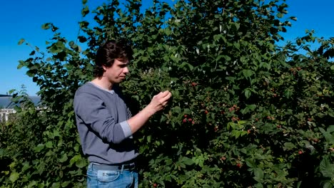 Young-brunet-man-eats-raspberries,-tearing-it-from-the-bushes-in-the-country.