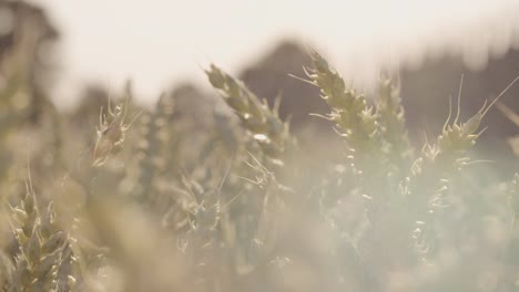 Schöne-Weizenfeld-mit-Lens-Flares-und-epische-Sonnenuntergang---Schuss-auf-rot