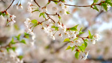 Blühende-Sakura-Cherry-blossom