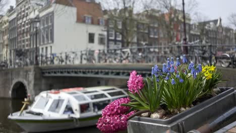 Straße-von-Amsterdam-verziert-Blumen