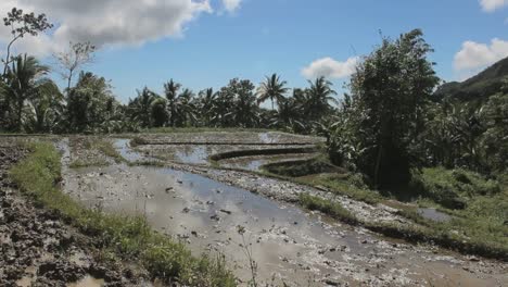 Rice-fields-in-The-Philippines