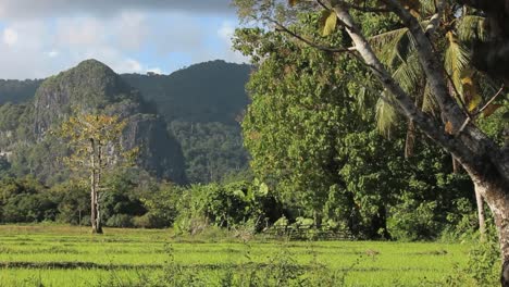 Reisterrassen-auf-den-Philippinen