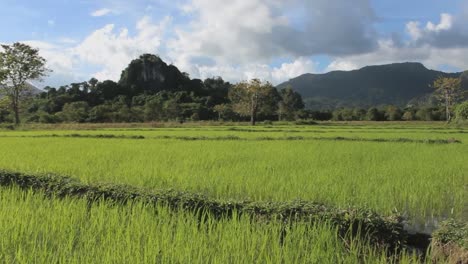 Verde-arroz-campos-de-las-Filipinas