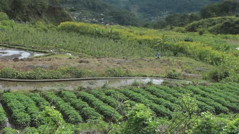 Rice-terraces-in-The-Philippines