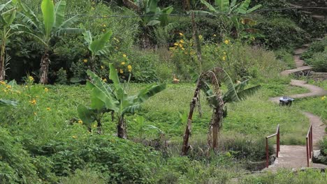 Brücke-über-den-Reisterrassen-auf-den-Philippinen