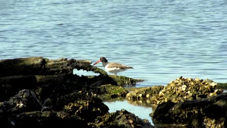 Pájaro-de-comer-fuera-de-rocks