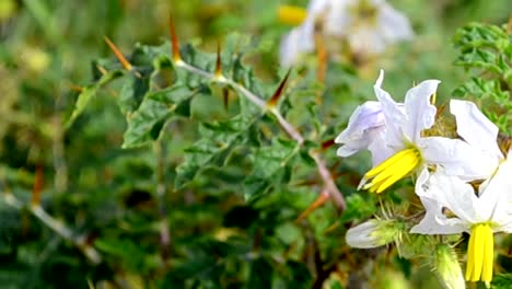 Whit-color-flower-with-green-leafs-background