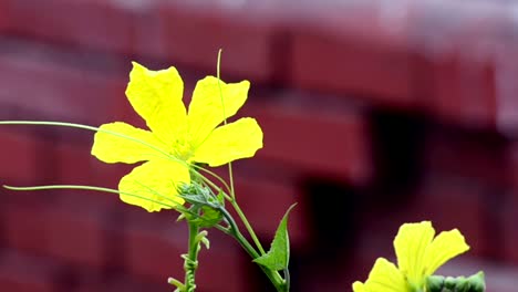 Flower-swinging-in-the-wind