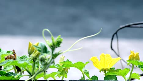 color-amarillo-con-el-fondo-de-flores-verde-leafs