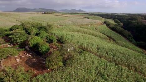 Toma-aérea-de-los-campos-de-caña-de-azúcar-en-Mauricio