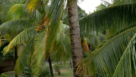 Vista-de-coco-verde-amarillo-en-el-montón-de-coco-de-palmera-con-hojas-grandes