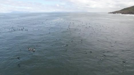 Flying-with-Sea-Birds-over-the-Ocean