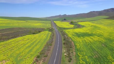 Following-Road-Between-Bright-Yellow-Canola-Fields-in-South-Africa