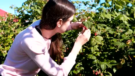 Young-brunette-woman-eats-raspberries,-tearing-it-from-the-bushes-in-the-country.