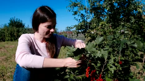 Junge-Brünette-Frau-isst-Johannisbeer-Beeren,-reißt-es-aus-dem-Gebüsch-auf-dem-Land.