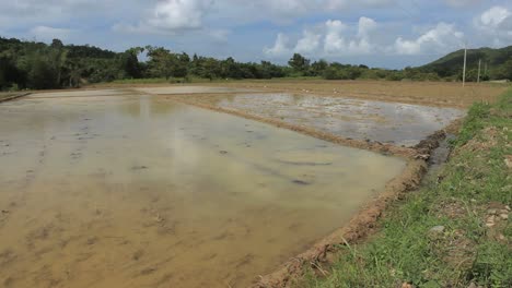 Agua-reflexión-sobre-el-arroz-campos