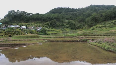 Water-reflection-on-rice-fields