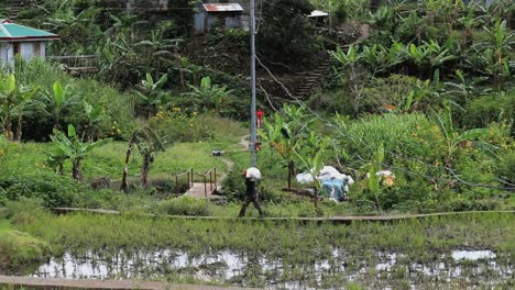 Landwirt-Arbeiten-auf-Reis-Felder-in-den-Philippinen