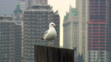 Möwe-vor-skyline