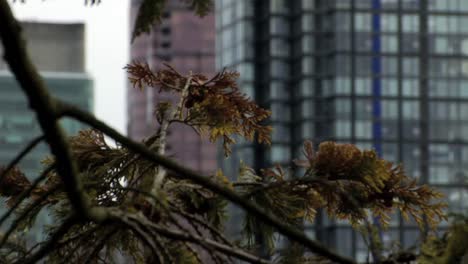 Rack-Focus-del-centro-de-la-ciudad-edificios-de-Evergreen