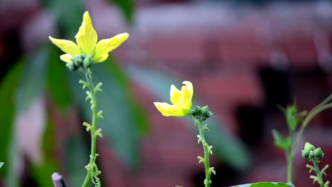 Flower-swinging-in-the-wind