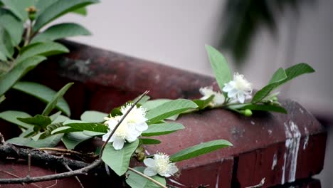 Flower-swinging-in-the-wind