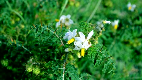 Whit-color-flower-with-green-leafs-background