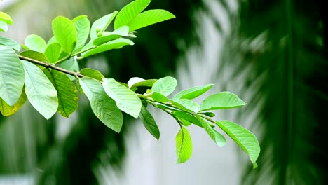 Hoja-basculante-en-el-viento