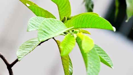 Hoja-basculante-en-el-viento