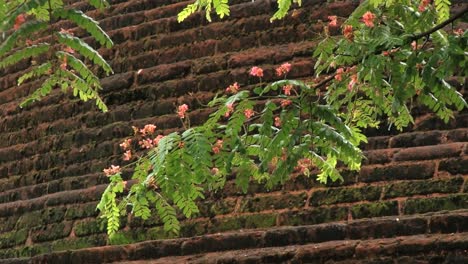 Tree-branch-with-the-brick-wall-of-the-ruins-in-the-ancient-city-of-Polonnaruwa,-Sri-Lanka.