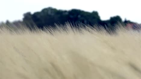 Caminar-en-el-tiempo-de-verano-del-campo-de-trigo-con-los-árboles-en-el-fondo