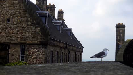 Schöne-Möwe-zwischen-alten-Häusern-in-Schottland