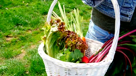 Woman-holding-vegetable-basket-in-field-4k
