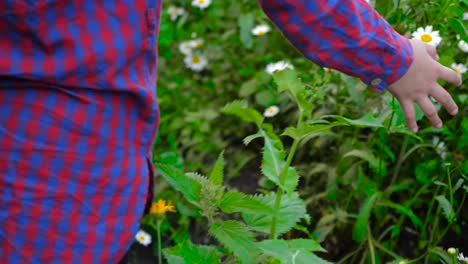 Chica-caminando-y-tocando-la-hierba-verde-y-chamomiles,-vista-parcial.-Chicas-mano-toque-manzanilla-flores-durante-la-caminata.-Ve-el-primer-nuevo