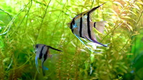 Pez-ángel-(Pterophyllum-scalare