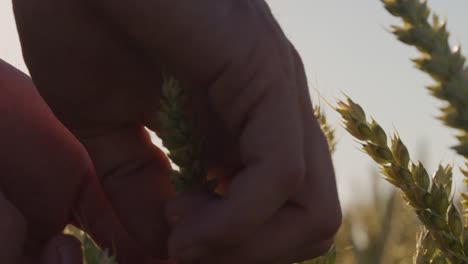 Farmer-touching-Beautiful-wheat-field-with-lens-flares-and-epic-sunset---shot-on-RED