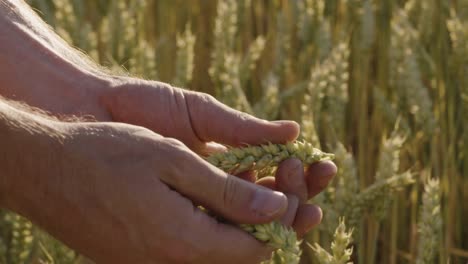 Agricultor-comprueba-trigo-con-llamaradas-de-la-lente-y-épica-puesta-del-sol---el-rojo