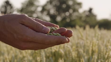 Farmer-checks-wheat-with-lens-flares-and-epic-sunset---shot-on-RED