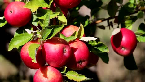 Rote-Äpfel-in-einem-Baum