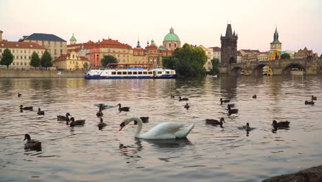 Schwan-in-der-Nähe-von-Karlsbrücke